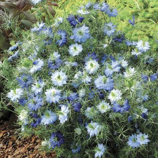 Moody Blues Nigella Thumbnail